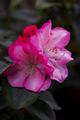 Rhododendron Stad Essen-1 Różanecznik
